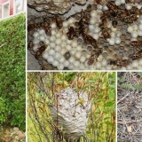 Zemljane ose na selu - kako ih se riješiti